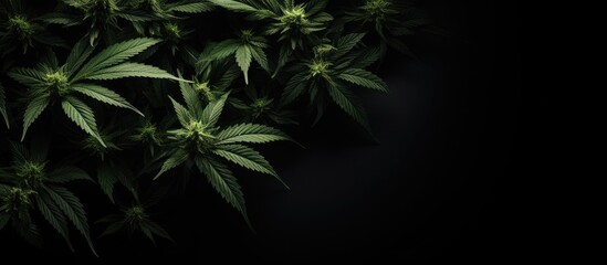 Marijuana plants close-up against a black backdrop