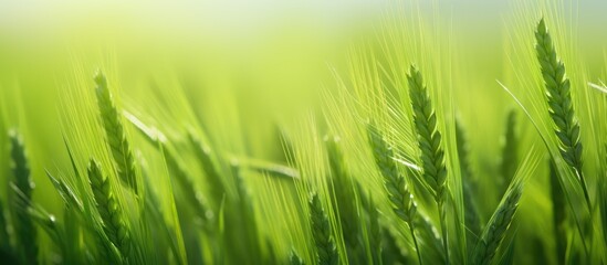 Close-up of lush green grass field under radiant sun
