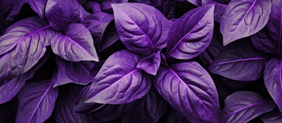 Purple basil leaves growing in a garden with dark background