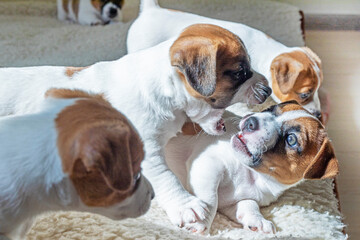 funny little Jack Russell terrier puppies play with each other, biting each other