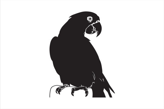 black and white parrot