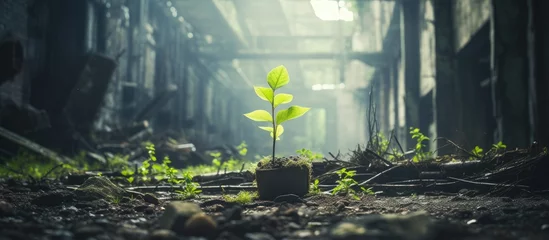 Poster Plant emerging from pot in deserted building © Ilgun