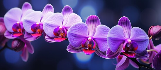 Purple orchids arranged on dark backdrop