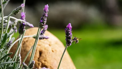 Foto op Plexiglas Bee on a lavender pollen flower flying bug nature closeup  © Victor