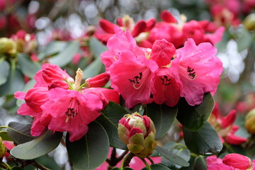 Tall pink hybrid Rhododendron ÔRosalindÕ in flower