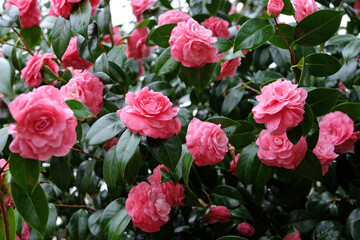Bright pink double Camellia japonica 'Pink Dawn' in flower,