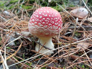 Fly agaric mushrooms in grass
