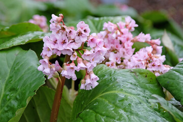 White and pale pink heart leaf Bergenia also known as elephant’s ears, in flower.