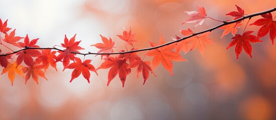 Branch with vivid red leaves close up