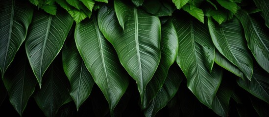 Close up of green leaves on a black background - Powered by Adobe