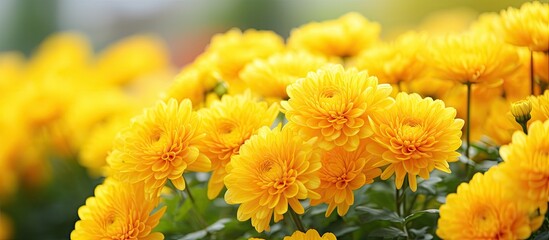 Obraz premium Yellow flowers amidst lush green leaves and blossoms