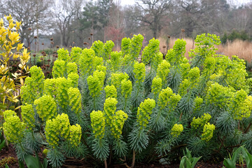 Green Euphorbia characias, the Mediterranean spurge or Albanian spurge in flower.
