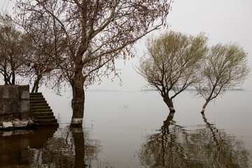 Beautiful tree inside the Lake Golyazi, Bursa Turkey