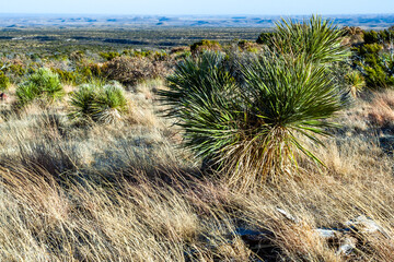 Vibrant yucca plants with tall flower stalks in desert landscape on a sunny day, Guadalupe Mountains National Park