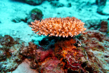 Fototapeta premium Coral Reef and Tropical Fish on Maldives island. Tropical and coral sea wildelife. Beautiful underwater world. Underwater photography.