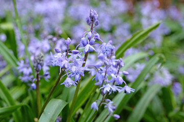 Blue Scilla bifolia, the alpine squill or two leaf squill in flower. - obrazy, fototapety, plakaty