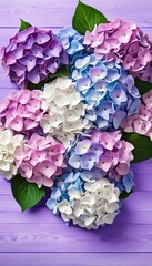 Hydrangea colorful flowers on a purple wooden background