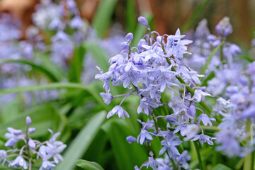 Blue Scilla bifolia, the alpine squill or two leaf squill in flower. - obrazy, fototapety, plakaty