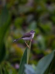 bird on the grass