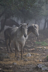 Naklejka premium Wild horses walking in the forest amidst the fog