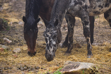 Wild horses grazing in the forest amidst the fog