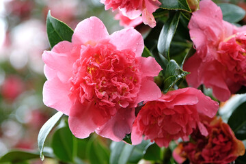 Bright pink double peony Camellia japonica 'Laura Boscawen' in flower.