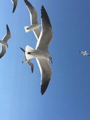 Seegulls flying