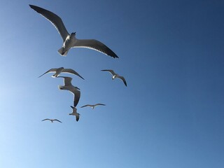 Seegulls flying