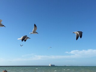 Fototapeta premium Seegulls flying