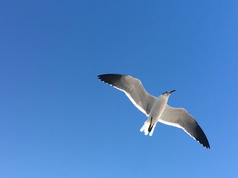 Seegulls flying