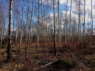 Young birch grove with tall young trees in spring. Beautiful spring nature in a young forest with...
