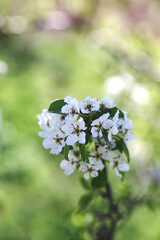 The pear trees blossom in spring. Branch of blossoming pear tree. Copy space for text