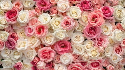 Fototapeta premium a wall adorned with pink, white, or red roses in tabletop photography style, featuring layered sizes, pure colors, and a seamless background in light yellow and dark pink hues. SEAMLESS PATTERN