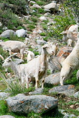 Fototapeta premium Goats