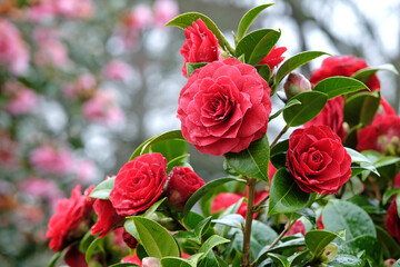 Red double Camellia japonica 'Black Tie' in flower.
