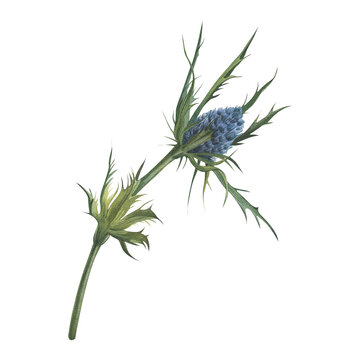 Eryngium flatifolia. Blue Sea Holly. Mediterranean wild plant. Floral greens for flower bouquets. Hand drawn watercolor illustration. Isolated white background