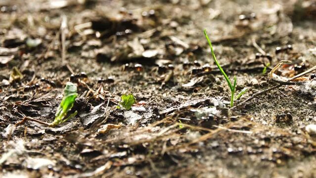 Big black forest ants crawling on the ground.