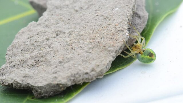 Araniella cucurbitina, sometimes called the cucumber green spider, is a spider of the family Araneidae.
