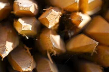 Close-up of stapled pointed of wooden poles for building a fence at farm at Swiss City of Zürich...