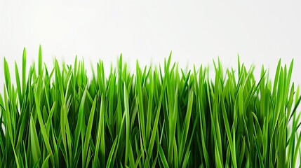 Fototapeta premium Spring's Gentle Whisper: A Hyper-Realistic View of Soft, Fresh Spring Green Grass, Bathed in a Calming, Diffused Light, Against a Minimalist White Background.