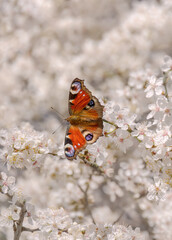 Butterfly European peacock, Aglais io, dorsal side, feeding on nectar from a white flowering blackthorn, Prunus spinosa, in early spring, Rhineland, Germany