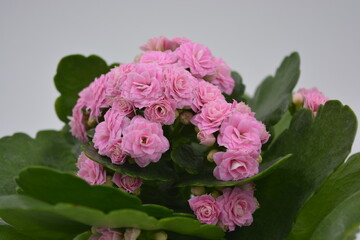 Real fresh flowers, Kalanchoe seedlings growing in a grey plastic pot. Many small pink flowers with coarse, large green leaves.