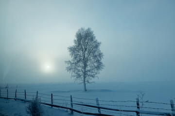 Foggy landscape during winter time. Frozen tree. 
