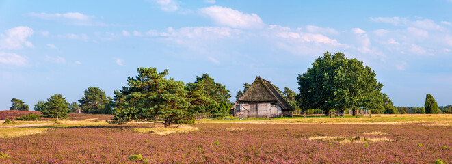 Panorama, typische Landschaft der Lüneburger Heide,  blühendes Heidekraut und alter Schafstall  - 764260294
