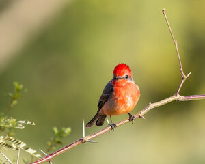 A vermilion flycatcher watches for an insect to fly by, Tucson, Arizona