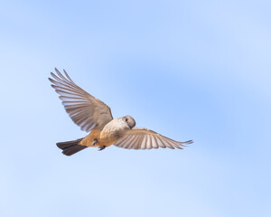 A Say's Phoebe flies in Bosque del Apache National Wildlife Refuge, New Mexico © M. Leonard Photo