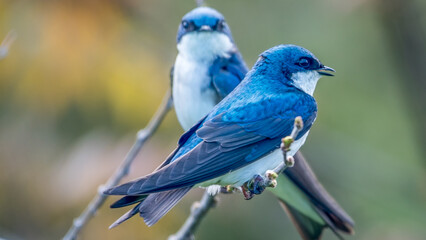 Handsome Aerialists - Tree Swallow