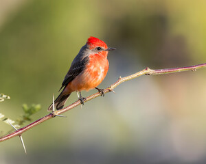 A vermilion flycatcher watches for an insect to fly by, Tucson, Arizona