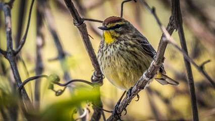 Hiding Out - Palm Warbler