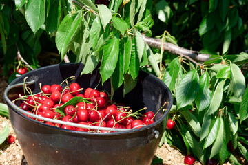 Cherry fruits inside a black bucket after being picked. Organic cherries.